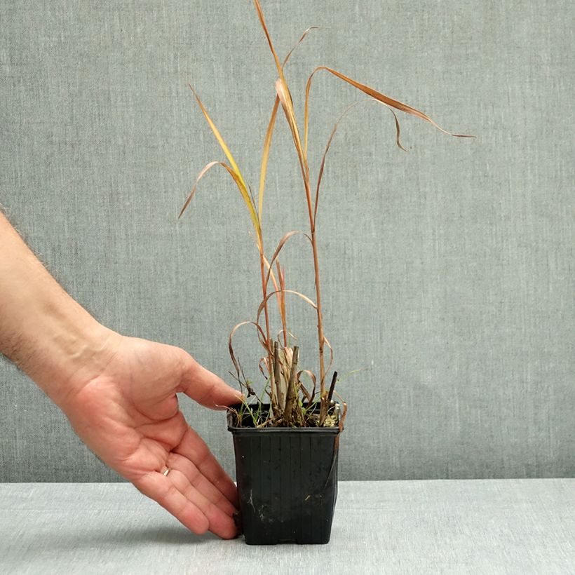 Exemplar von Amur-Silbergras - Miscanthus sacchariflorus Kleine Töpfe von 8/9 cm wie im Herbst geliefert