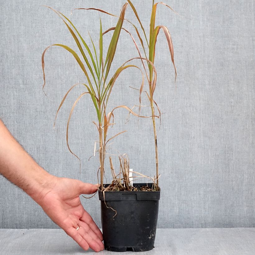 Exemplar von Amur-Silbergras - Miscanthus sacchariflorus Topf mit 2L/3L wie im Sommer geliefert