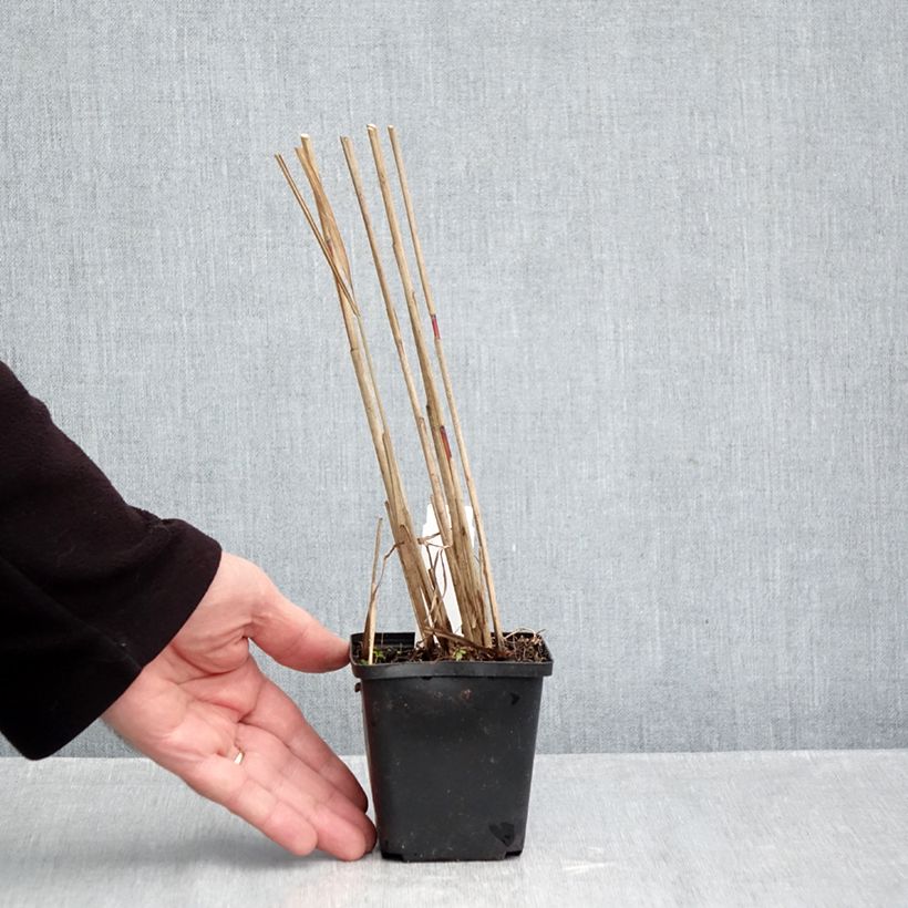 Exemplar von Miscanthus sinensis Afrika - Eulalie - Roseau de Chine Godet de 8/9 cm wie im Herbst geliefert