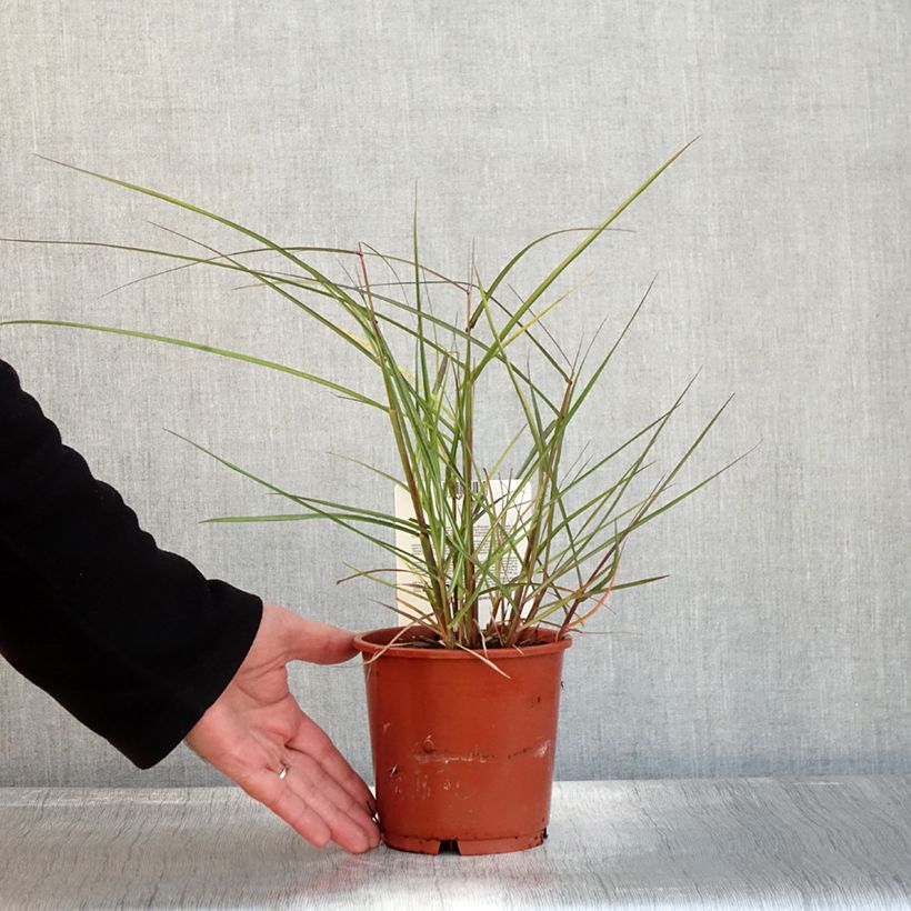Exemplar von Chinaschilf Aperitiv - Miscanthus sinensis Topf mit 1L/1,5L wie im Herbst geliefert