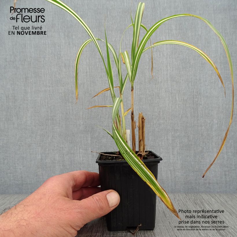Exemplar von Chinaschilf Cabaret - Miscanthus sinensis var.condensatus Kleine Töpfe von 8/9 cm wie im Herbst geliefert