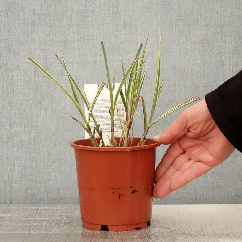 Exemplar von Chinaschilf Cabaret - Miscanthus sinensis var.condensatus Topf mit 1L/1,5L wie im Frühjahr geliefert