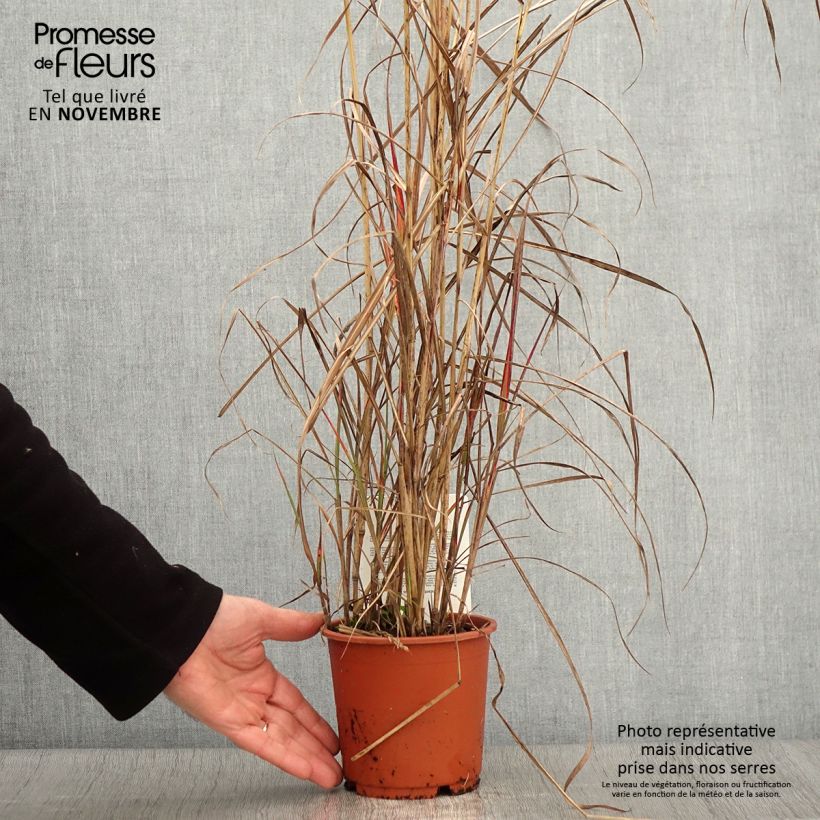 Exemplar von Chinaschilf China - Miscanthus sinensis Topf mit 1L/1,5L wie im Herbst geliefert