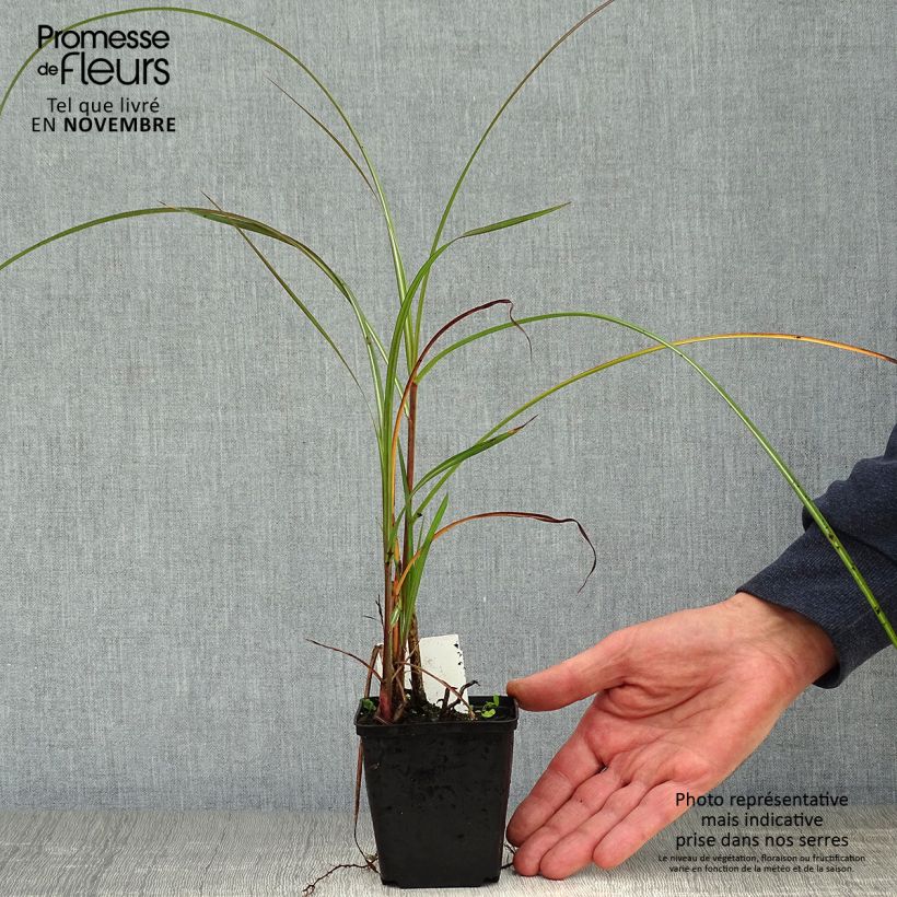 Exemplar von Chinaschilf China - Miscanthus sinensis Kleine Töpfe von 8/9 cm wie im Herbst geliefert