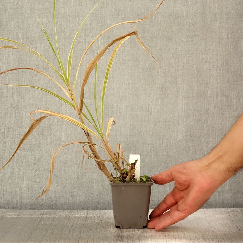 Exemplar von Chinaschilf var. condensatus Cosmopolitan - Miscanthus sinensis Kleine Töpfe von 8/9 cm wie im Herbst geliefert
