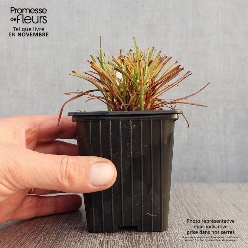 Exemplar von Chinaschilf Cute One - Miscanthus sinensis Kleine Töpfe von 8/9 cm wie im Herbst geliefert