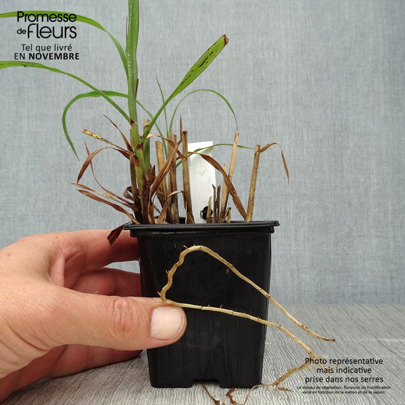 Exemplar von Chinaschilf Emmanuel Lepage - Miscanthus sinensis Kleine Töpfe von 8/9 cm wie im Herbst geliefert