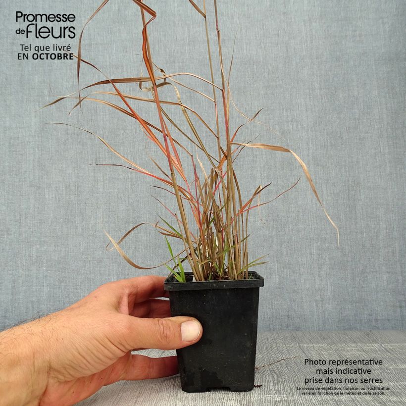 Exemplar von Chinaschilf Ferner Osten - Miscanthus sinensis Kleine Töpfe von 8/9 cm wie im Herbst geliefert