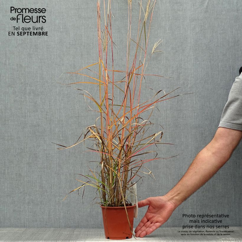Exemplar von Chinaschilf Ferner Osten - Miscanthus sinensis Topf mit 1L/1,5L wie im Herbst geliefert