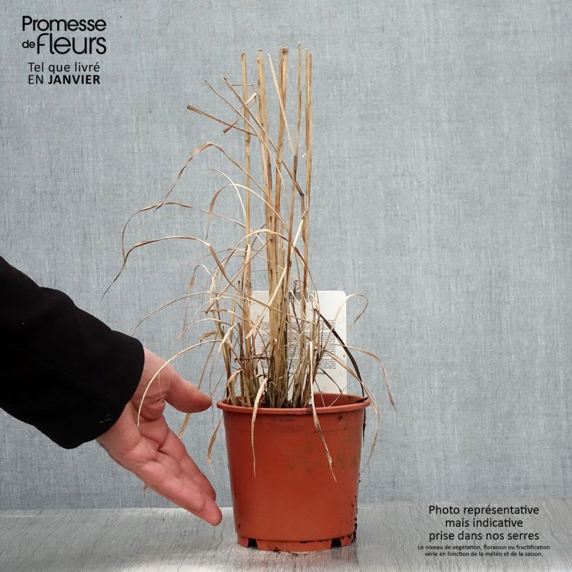 Exemplar von Chinaschilf Ferner Osten - Miscanthus sinensis Topf mit 1L/1,5L wie im Winter geliefert