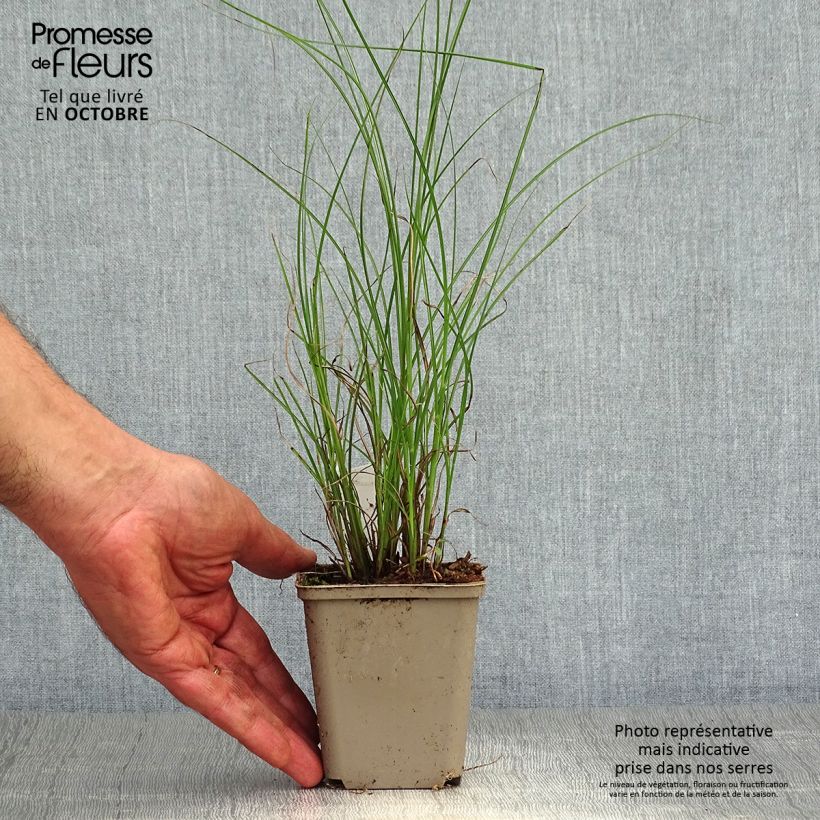 Exemplar von Chinaschilf Flamingo - Miscanthus sinensis Kleine Töpfe von 8/9 cm wie im Herbst geliefert