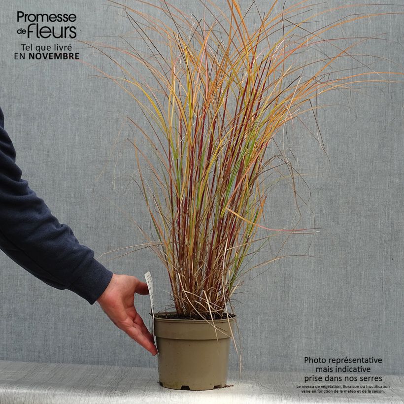 Exemplar von Chinaschilf Flamingo - Miscanthus sinensis Topf mit 2L/3L wie im Herbst geliefert