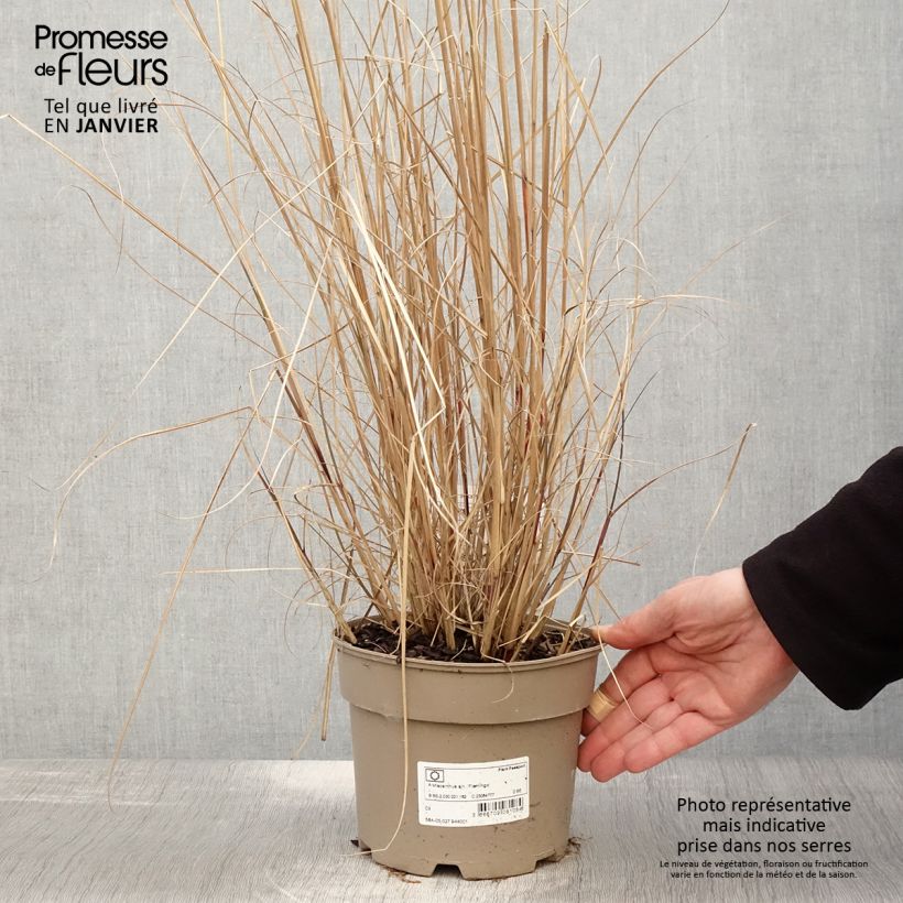 Exemplar von Chinaschilf Flamingo - Miscanthus sinensis Topf mit 2L/3L wie im Winter geliefert