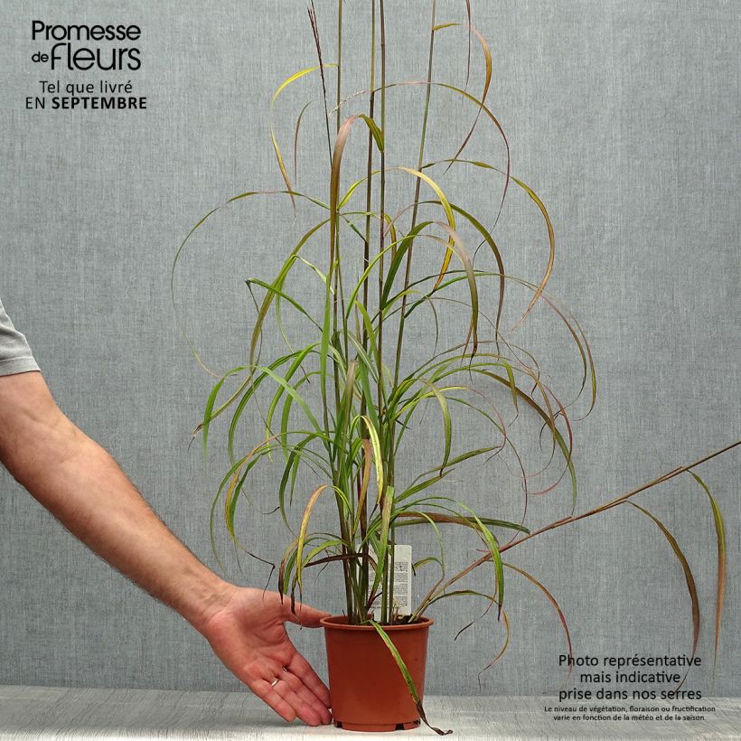 Exemplar von Chinaschilf Ghana - Miscanthus sinensis Topf mit 1L/1,5L wie im Herbst geliefert