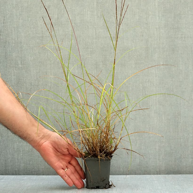 Exemplar von Chinaschilf Gnom - Miscanthus sinensis Kleine Töpfe von 8/9 cm wie im Herbst geliefert