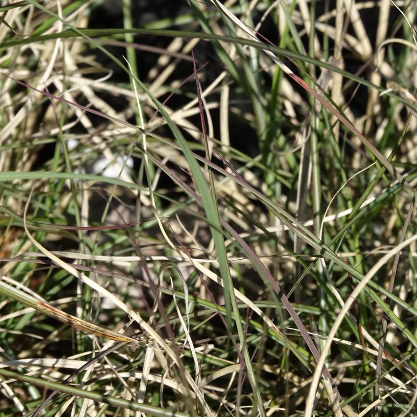Chinaschilf Gnom - Miscanthus sinensis (Laub)