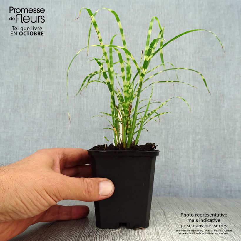 Exemplar von Chinaschilf Gold Bar - Miscanthus sinensis Kleine Töpfe von 8/9 cm wie im Herbst geliefert