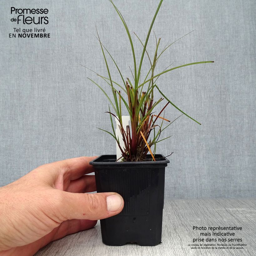 Exemplar von Chinaschilf Gracillimus - Miscanthus sinensis Kleine Töpfe von 8/9 cm wie im Herbst geliefert