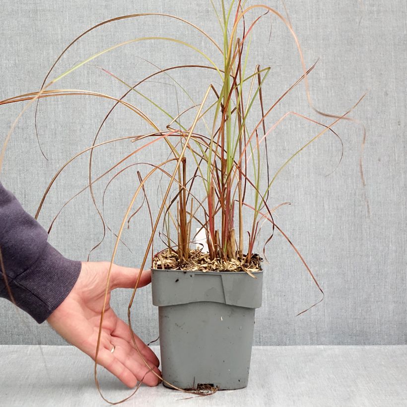 Exemplar von Chinaschilf Gracillimus - Miscanthus sinensis Topf mit 2L/3L wie im Herbst geliefert