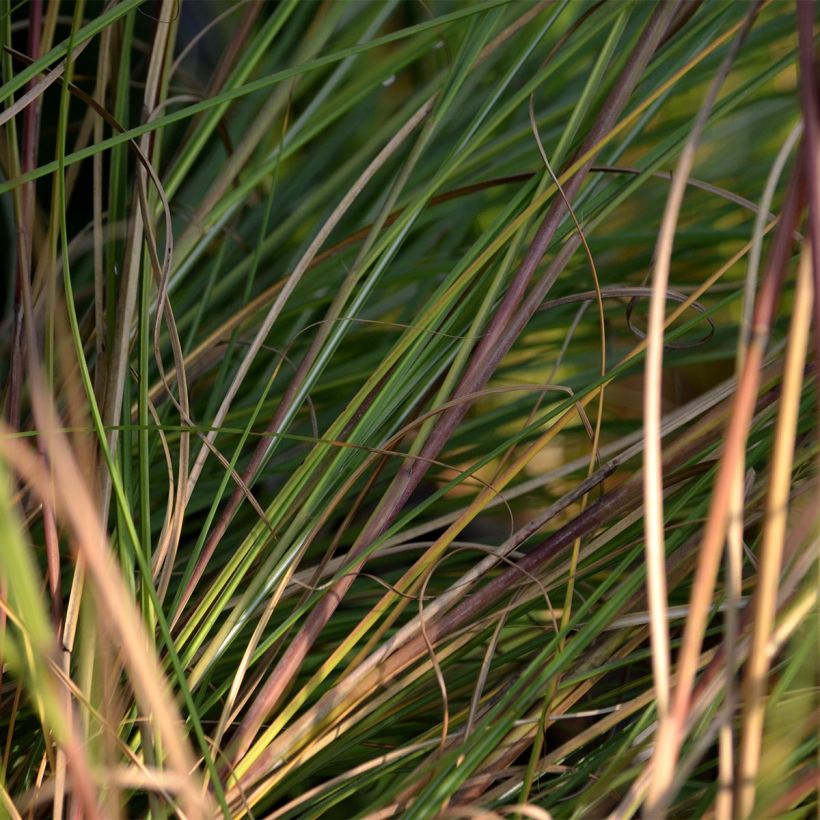 Chinaschilf Gracillimus - Miscanthus sinensis (Laub)