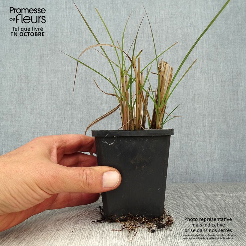 Exemplar von Chinaschilf Graziella - Miscanthus sinensis Kleine Töpfe von 8/9 cm wie im Herbst geliefert