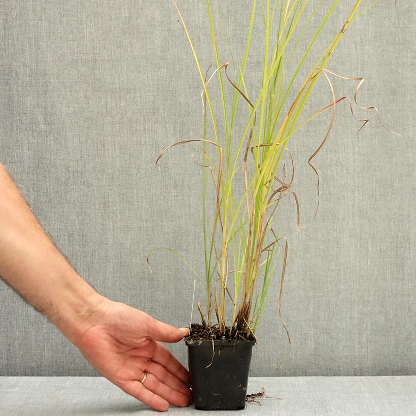 Exemplar von Chinaschilf Grosse Fontäne - Miscanthus sinensis Kleine Töpfe von 8/9 cm wie im Sommer geliefert