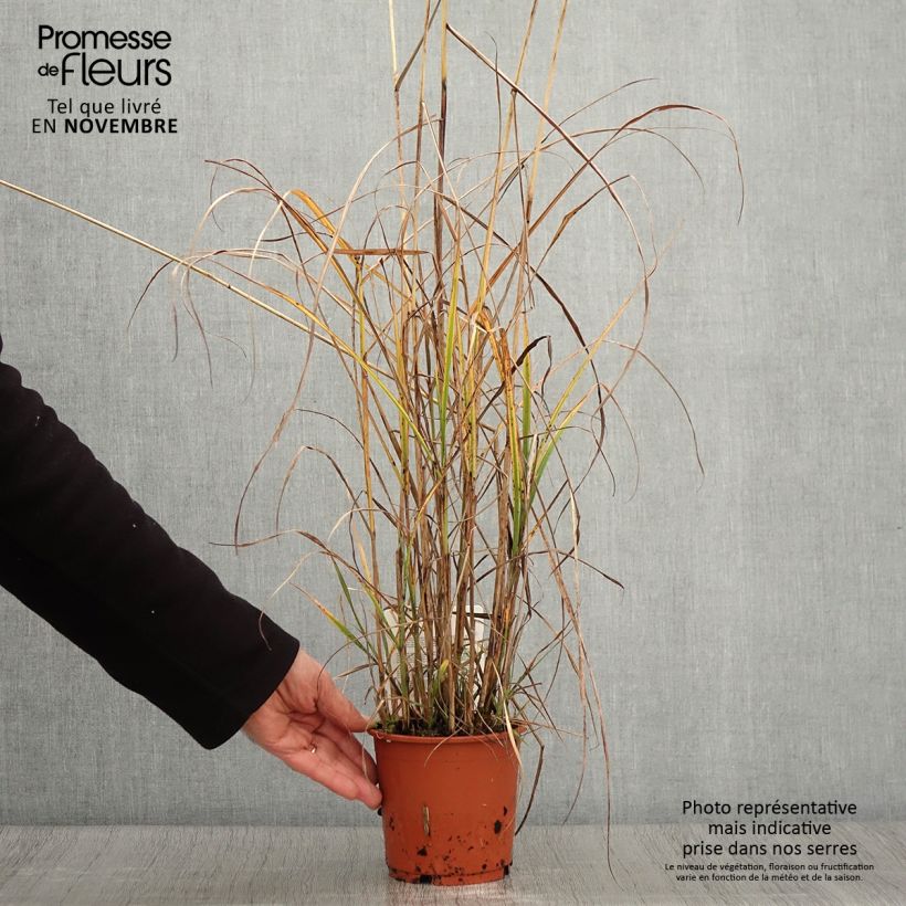 Exemplar von Chinaschilf Kaskade - Miscanthus sinensis Topf mit 1L/1,5L wie im Herbst geliefert