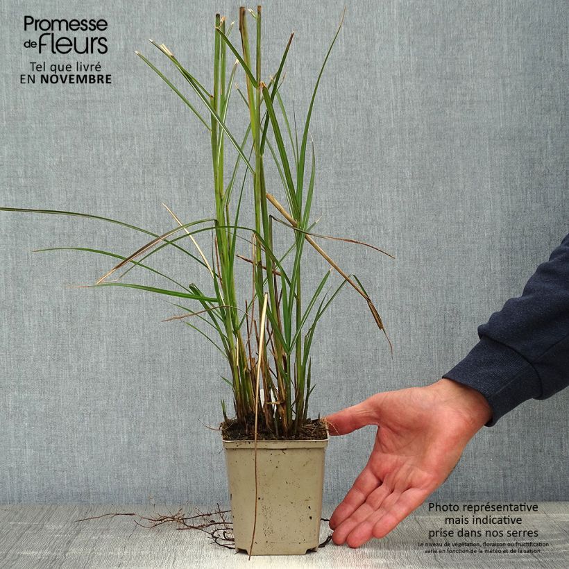 Exemplar von Chinaschilf Kleine Fontäne - Miscanthus sinensis Kleine Töpfe von 8/9 cm wie im Herbst geliefert