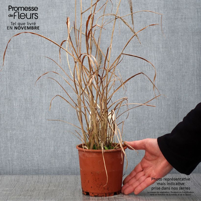 Exemplar von Chinaschilf Kleine Fontäne - Miscanthus sinensis Topf mit 1L/1,5L wie im Herbst geliefert