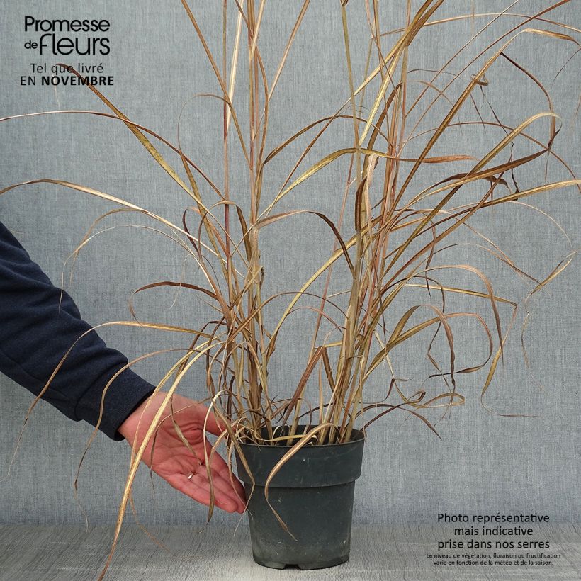 Exemplar von Chinaschilf Kleine Fontäne - Miscanthus sinensis Topf mit 3L/4L wie im Herbst geliefert