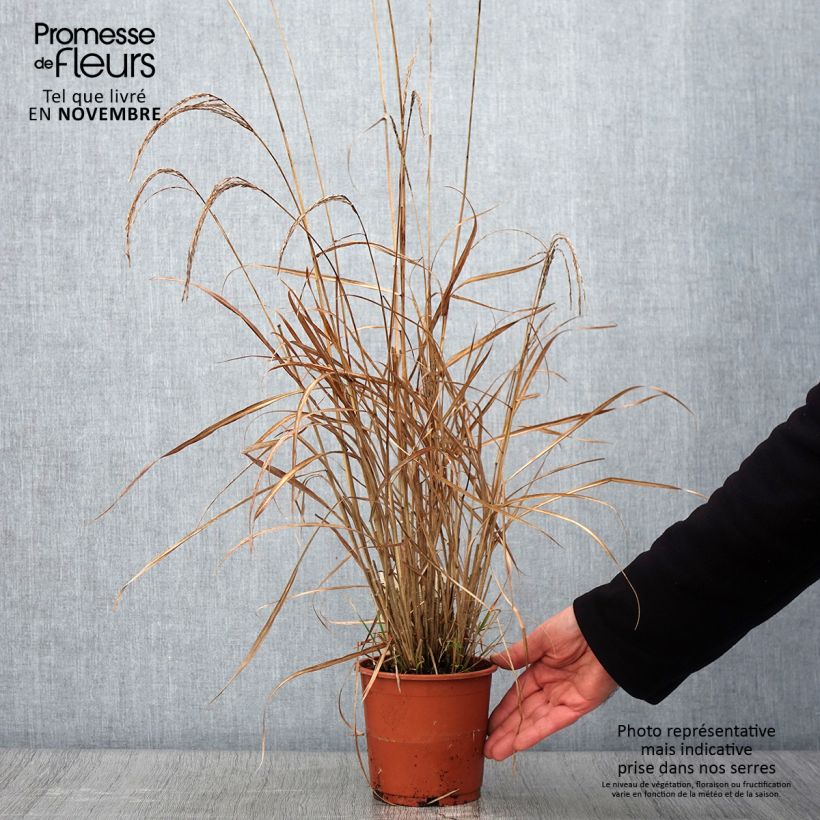 Exemplar von Chinaschilf Kleine Silberspinne - Miscanthus sinensis Topf mit 1L/1,5L wie im Herbst geliefert