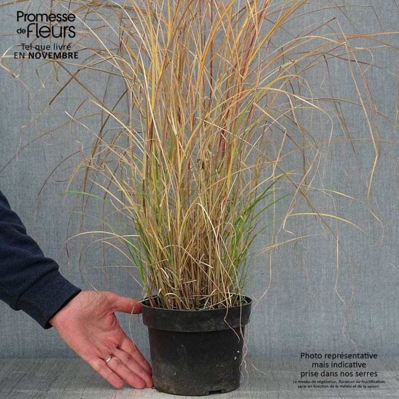 Exemplar von Chinaschilf Kleine Silberspinne - Miscanthus sinensis Topf mit 4L/5L wie im Herbst geliefert