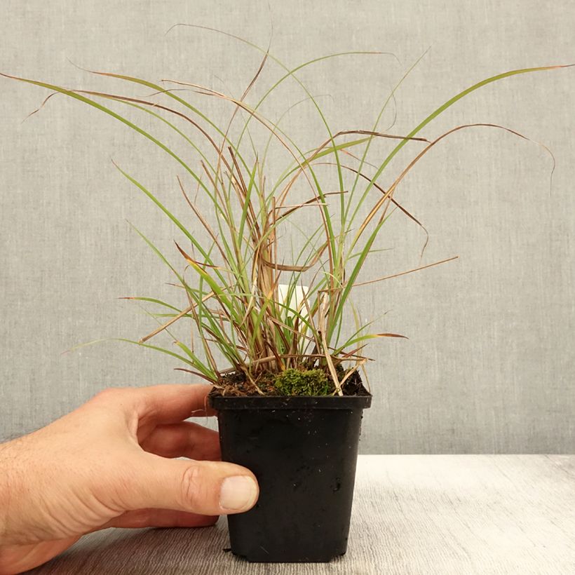 Exemplar von Chinaschilf Krater - Miscanthus sinensis Kleine Töpfe von 8/9 cm wie im Herbst geliefert