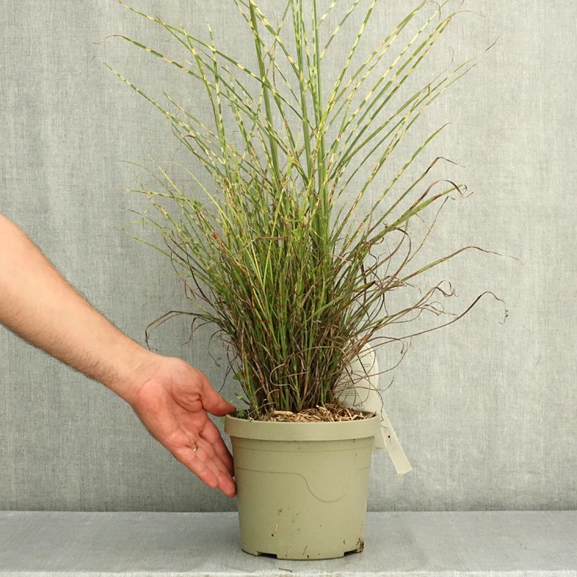 Exemplar von Chinaschilf Little Tiger - Miscanthus sinensis Topf mit 3L/4L wie im Sommer geliefert