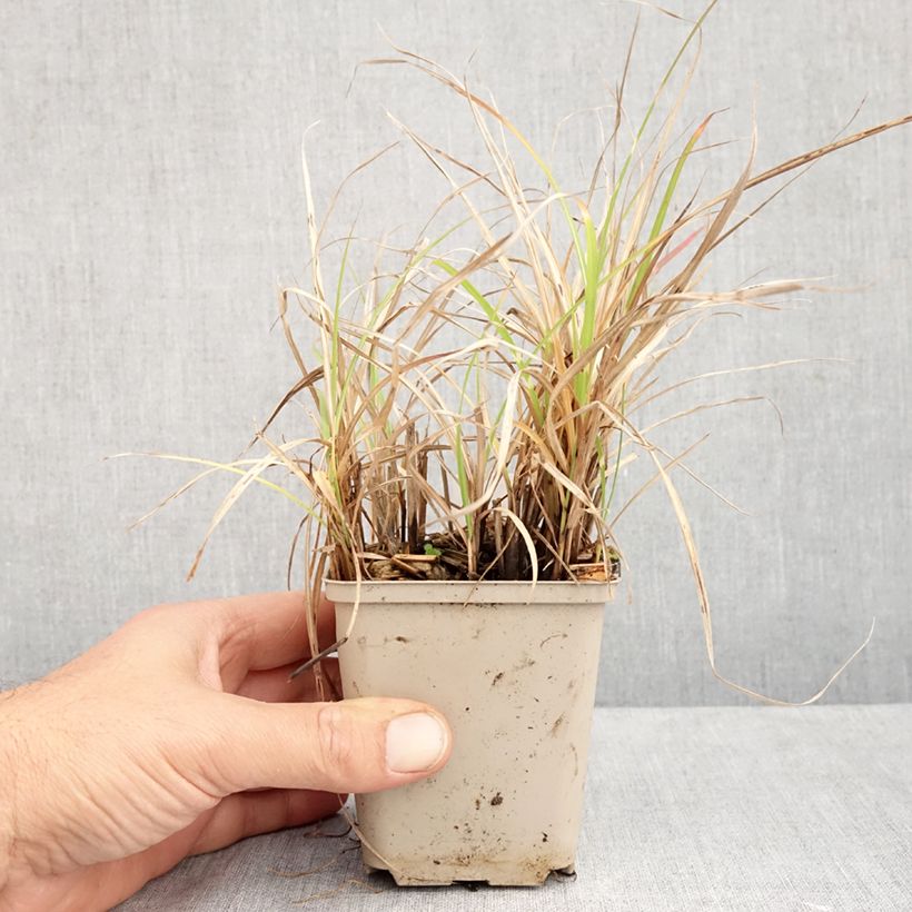 Exemplar von Chinaschilf Little Zebra - Miscanthus sinensis Kleine Töpfe von 8/9 cm wie im Herbst geliefert