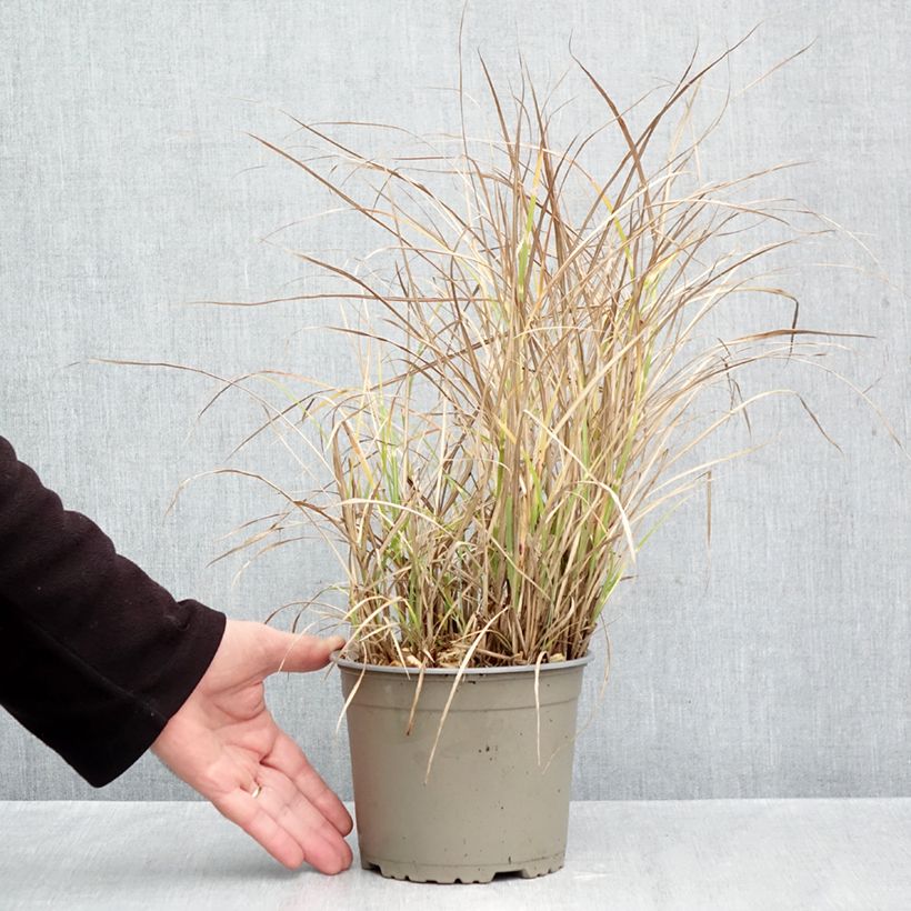 Exemplar von Chinaschilf Little Zebra - Miscanthus sinensis Topf mit 2L/3L wie im Herbst geliefert
