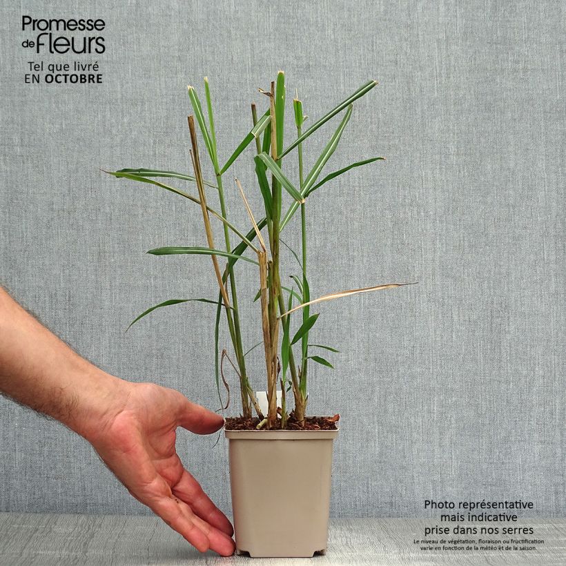 Exemplar von Chinaschilf Malepartus - Miscanthus sinensis Kleine Töpfe von 8/9 cm wie im Herbst geliefert