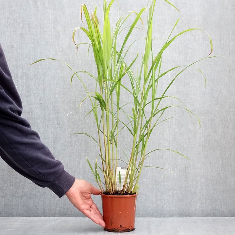 Exemplar von Chinaschilf Malepartus - Miscanthus sinensis Topf mit 1L/1,5L wie im Frühjahr geliefert