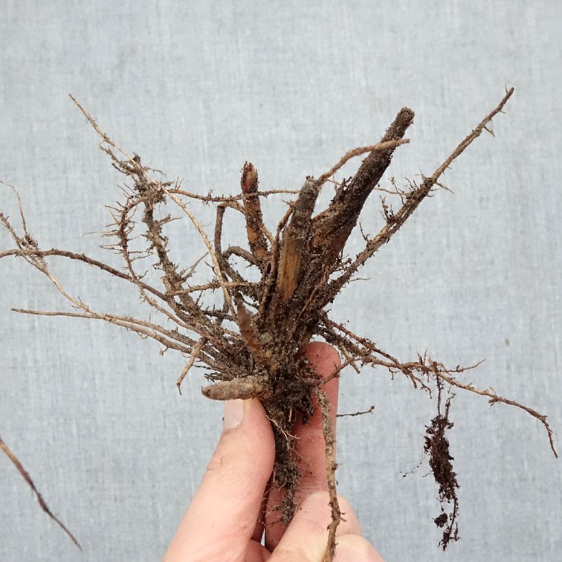 Exemplar von Chinaschilf Malepartus - Miscanthus sinensis Wurzelnackt wie im Winter geliefert