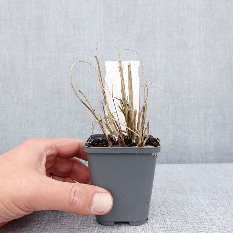 Exemplar von Chinaschilf Morning Bright - Miscanthus sinensis Kleine Töpfe von 8/9 cm wie im Frühjahr geliefert