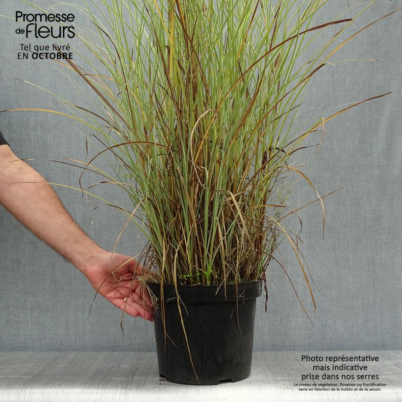 Exemplar von Chinaschilf Morning Light - Miscanthus sinensis Topf mit 7,5L/10L wie im Herbst geliefert
