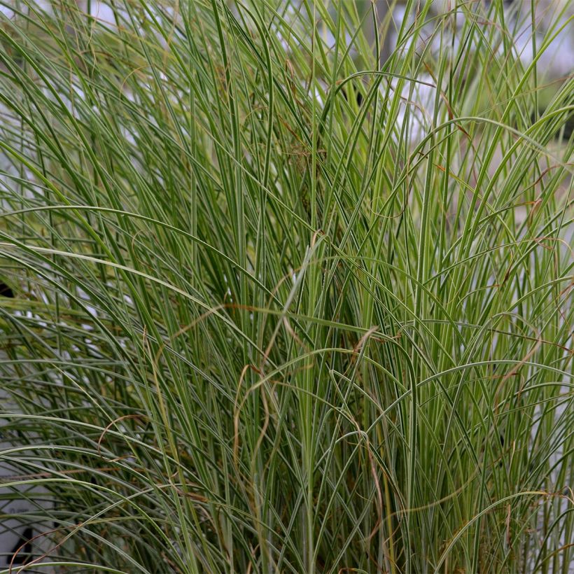 Chinaschilf Morning Light - Miscanthus sinensis (Laub)