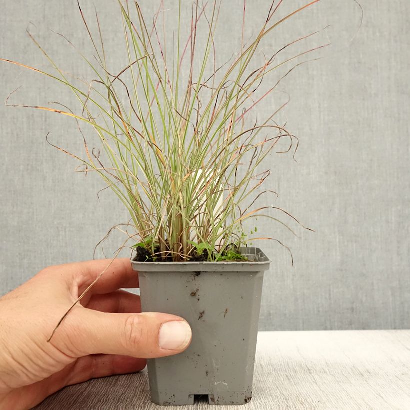 Exemplar von Chinaschilf Morning Light - Miscanthus sinensis Kleine Töpfe von 8/9 cm wie im Herbst geliefert