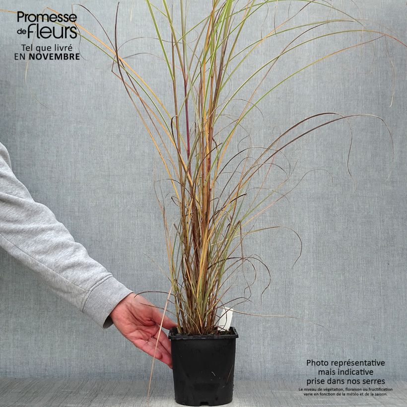 Exemplar von Chinaschilf Morning Light - Miscanthus sinensis Topf mit 2L/3L wie im Herbst geliefert