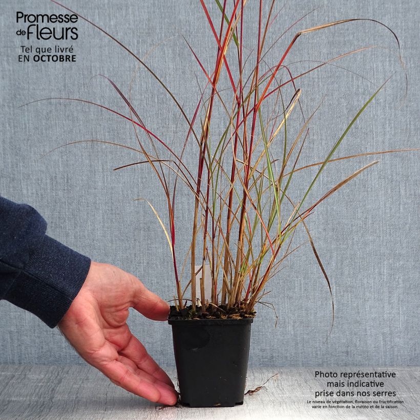 Exemplar von Chinaschilf Nippon - Miscanthus sinensis Kleine Töpfe von 8/9 cm wie im Herbst geliefert