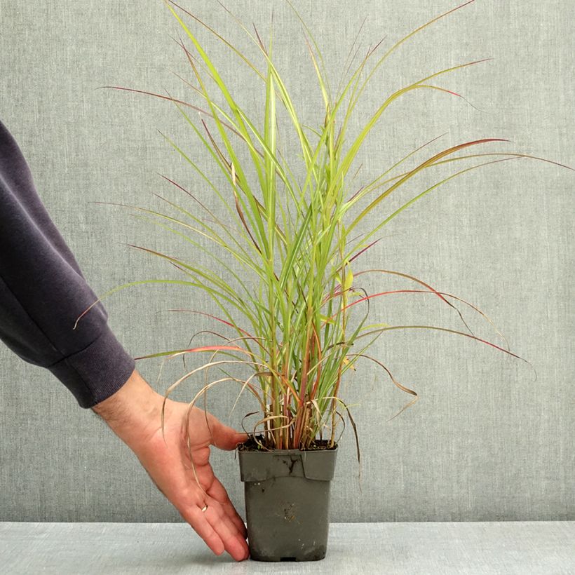 Exemplar von Miscanthus sinensis Purple Fall® - Eulalie, Roseau de Chine Godet de 8/9 cm wie im Sommer geliefert