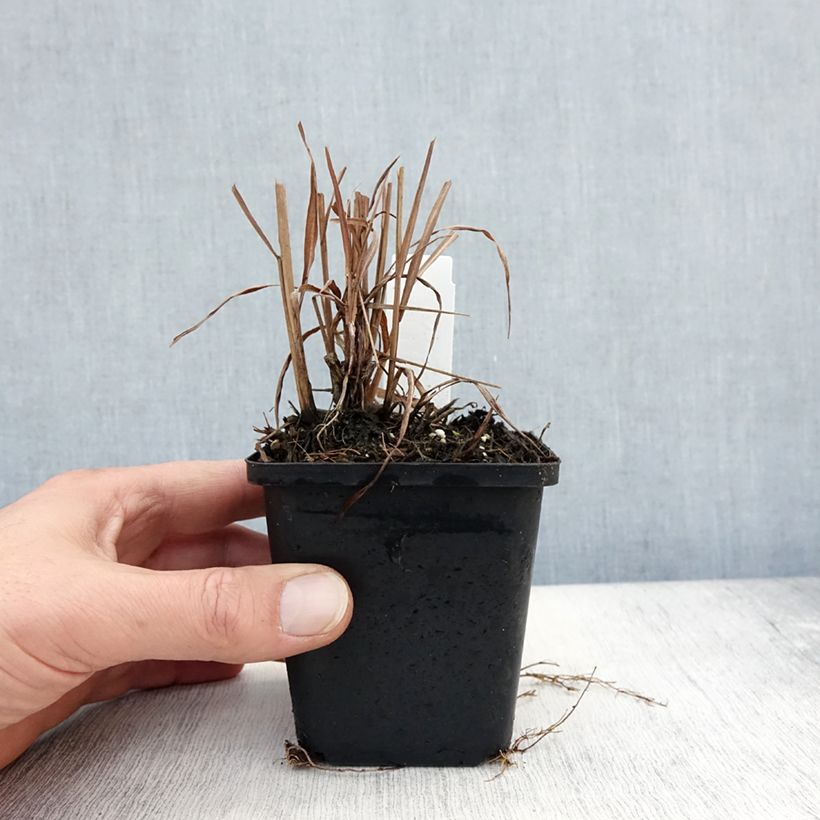 Exemplar von Chinaschilf Purpurascens - Miscanthus sinensis Kleine Töpfe von 8/9 cm wie im Herbst geliefert