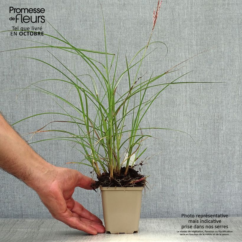 Exemplar von Chinaschilf Red Chief - Miscanthus sinensis Kleine Töpfe von 8/9 cm wie im Herbst geliefert