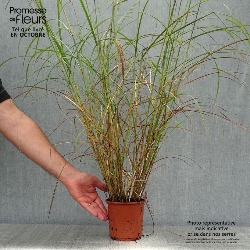 Exemplar von Chinaschilf Red Chief - Miscanthus sinensis Topf mit 1,5L/2L wie im Herbst geliefert