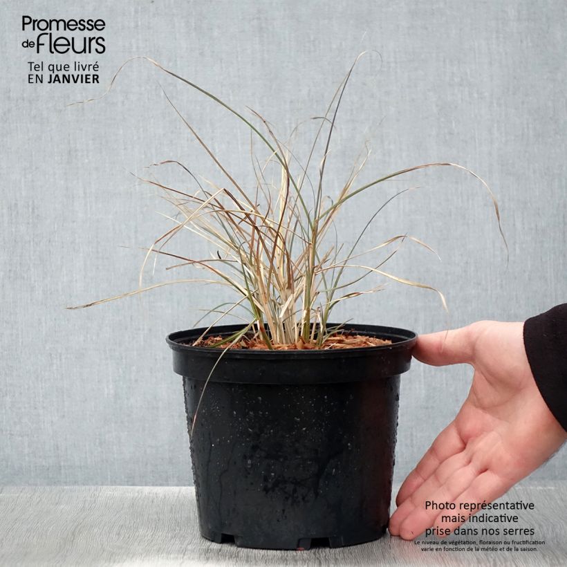 Exemplar von Chinaschilf Red Chief - Miscanthus sinensis Topf mit 1,5L/2L wie im Winter geliefert